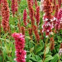 Polygonum affine fleur agee